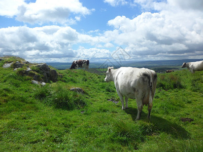 山上的牛图片