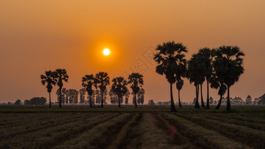 稻田和日落中的糖棕树图片
