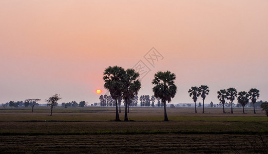稻田和日落中的糖棕树图片