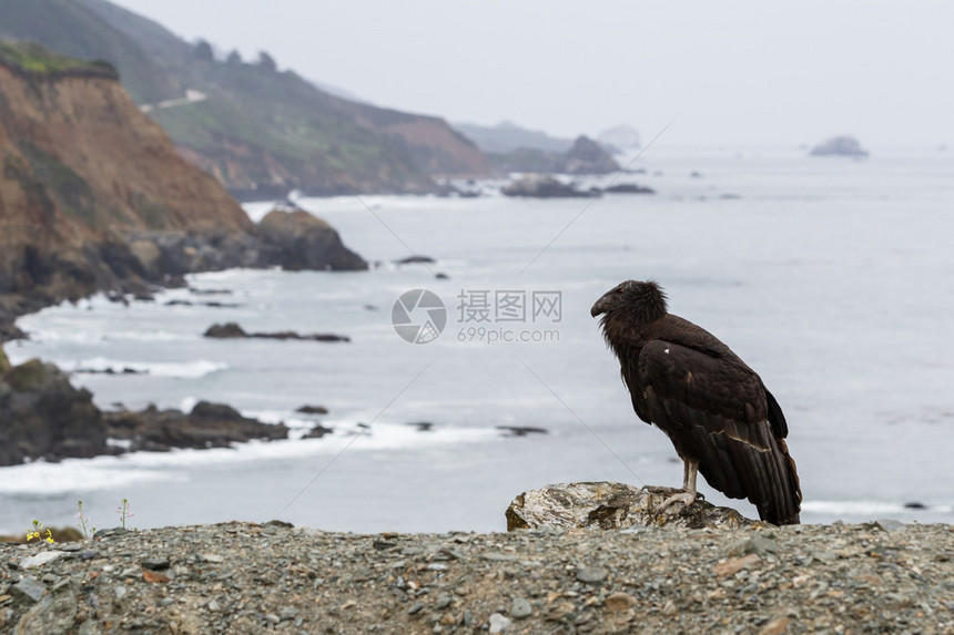 一个野生加州神鹰与经典海岸景在大南图片