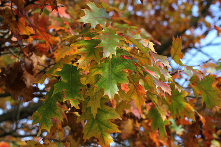 秋天黄绿和橙橡树图片