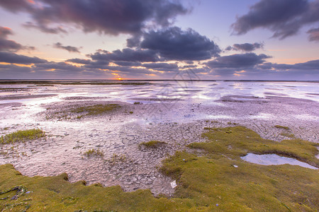 在荷兰瓦登海的一个潮汐盐沼泽中图片