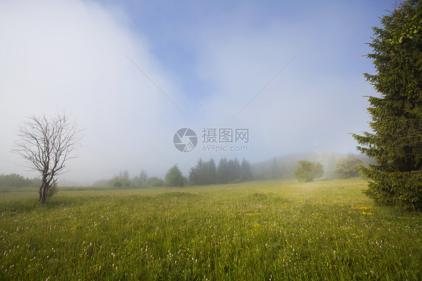 晨雾中的夏田图片