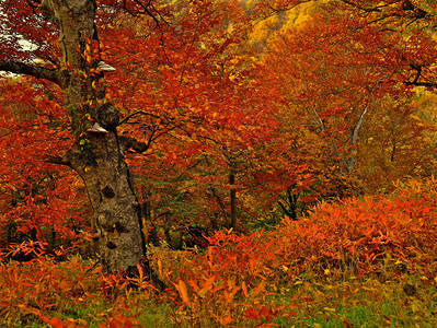 多彩明月秋叶和树木枝与图片