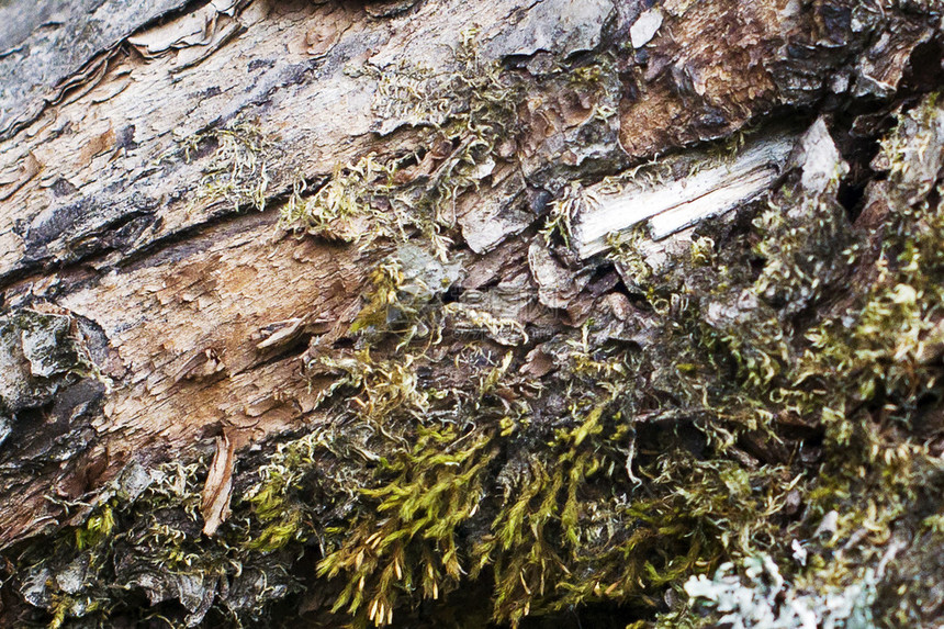 苔藓林地树的木质纹理图片