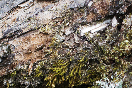 苔藓林地树的木质纹理图片