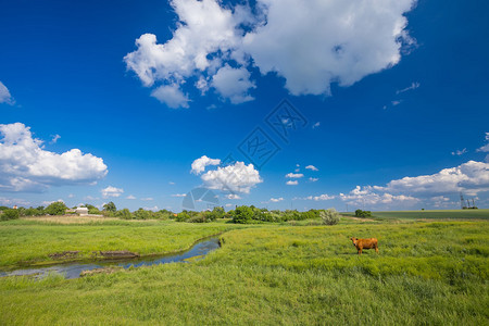 绿草河流蓝天白云和奶牛图片