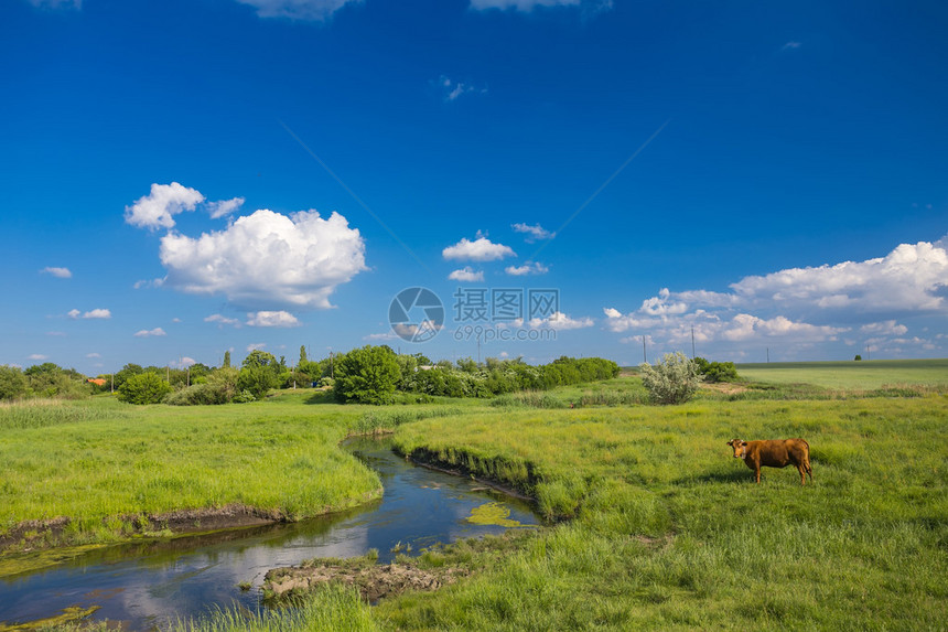 绿草河流蓝天白云和奶牛图片