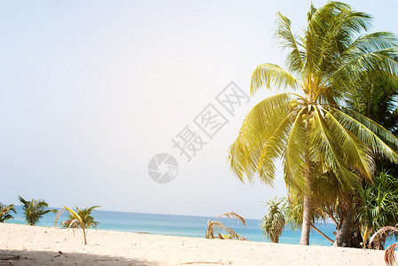 热带岛屿上的太阳照亮棕榈树图片