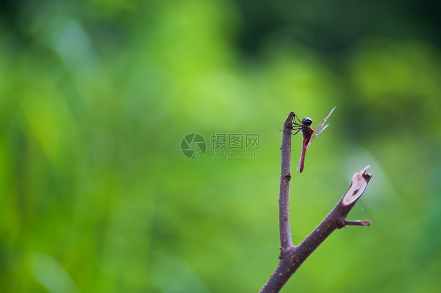 一只龙在大自然中飞翔图片