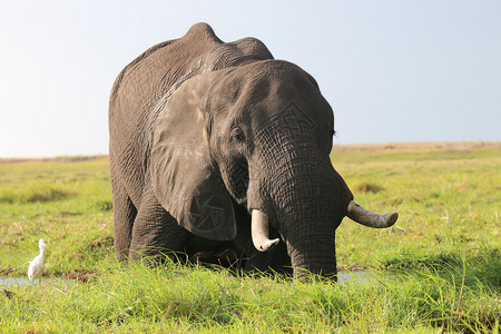 博茨瓦纳乔贝公园的大象图片