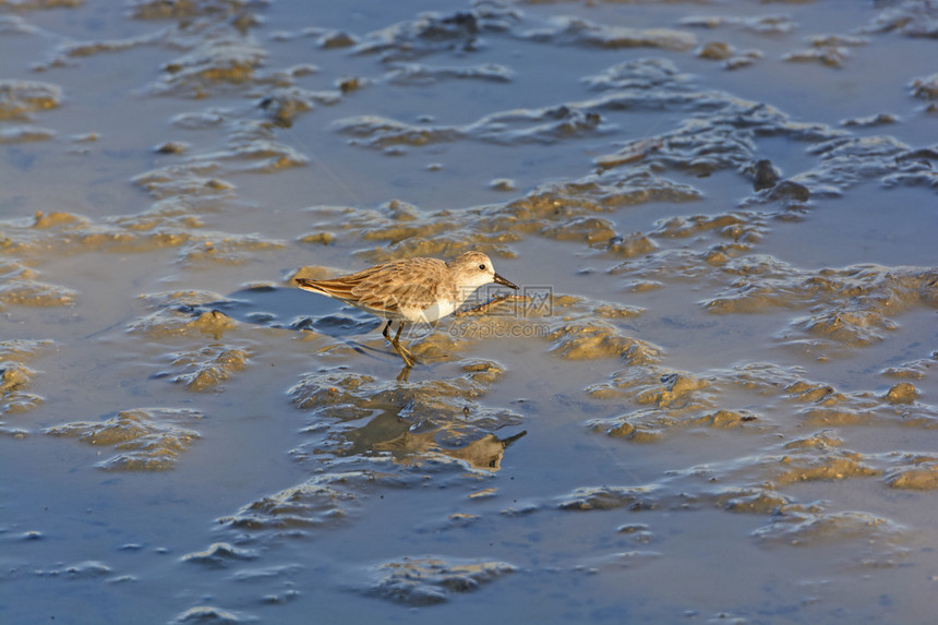 在加拉帕戈斯州圣克鲁斯岛的一个咸水湿地游图片