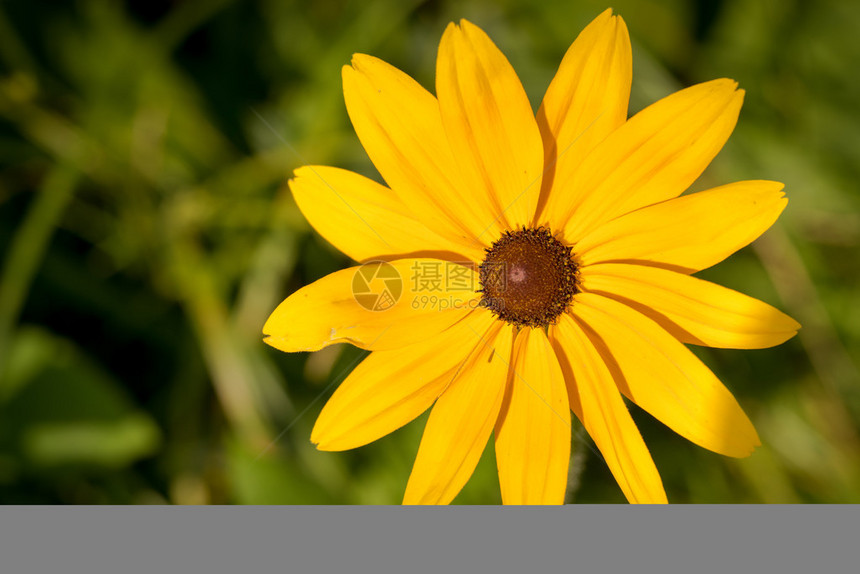 BlackEyedSusan花或BrownBettyGloriosaDisisis金耶路撒冷PowollandDaisi黄图片