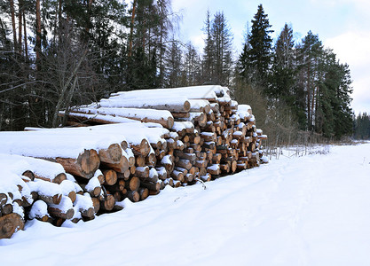 冬季在俄罗斯森林中图片