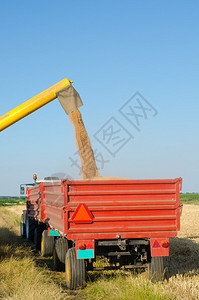 合并收割机将小麦谷物卸图片