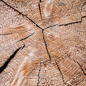 树干的木质纹理抽象背景图片