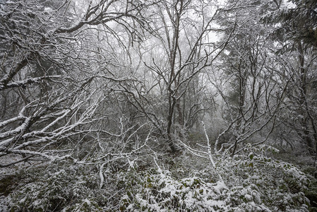 黄龙公园冬季森林图片