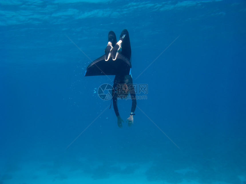 带单蹼的自由潜水员在红海底部附近转弯图片