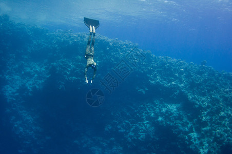 在埃及ReadSea的蓝洞深处珊瑚礁附近水下游动图片
