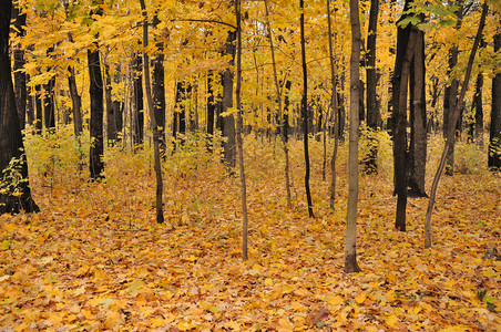 秋天森林的多彩景色图片