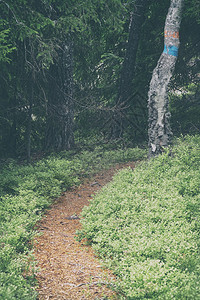 瑞典松林的曲路径图片