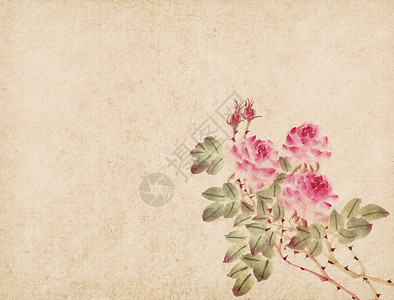白色背景的传统玫瑰花图片