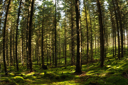 Fir树林带太阳光渗入芬兰Puumala图片