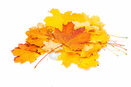 白色背景上的秋叶背景图片