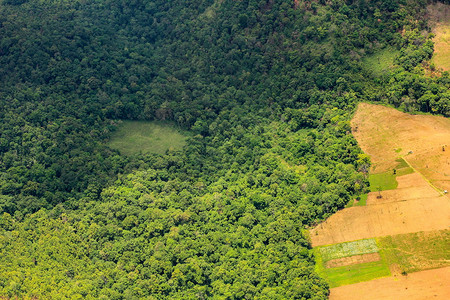 雨林地面上砍伐树木的空中图片