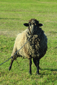 羊在牧场的绿草上吃草图片