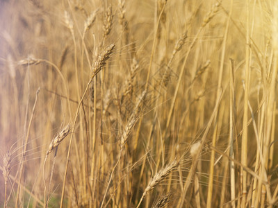 大小麦成熟在图片