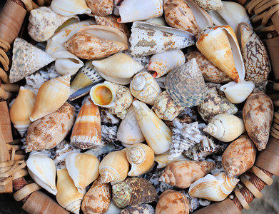 贝壳背景许多不同的贝壳图片
