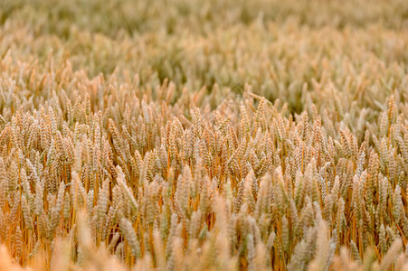 在傍晚的太阳背景下成熟小麦的耳朵图片