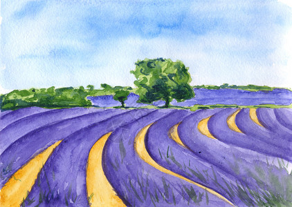 紫色田地法国图片