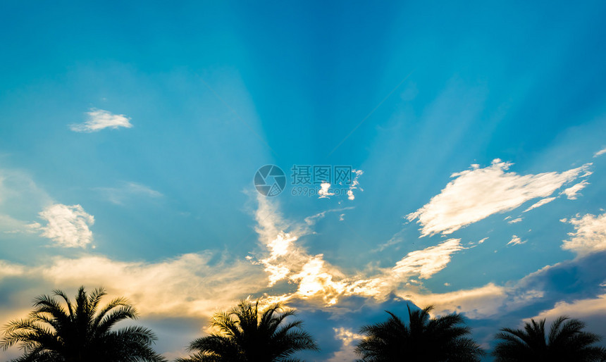 太阳光照亮的棕榈树和白图片
