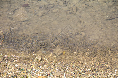 在河底拍摄小鱼夏天图片