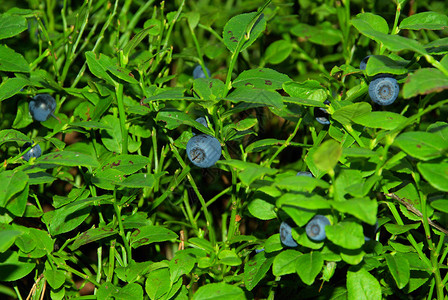 蓝莓植物特写图片