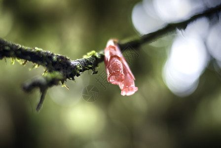 湿枝上红花的模糊图像模糊和bokeh图片