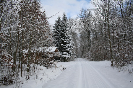 树林里的冬天图片