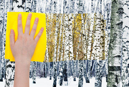季节概念手从图象中用黄布去掉冬季森林中的白树枝图片