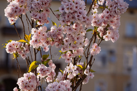 樱花春天的樱桃花图片