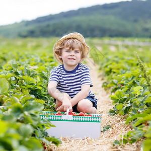 有趣的小男孩在有机采摘草莓农场采摘和吃草莓图片