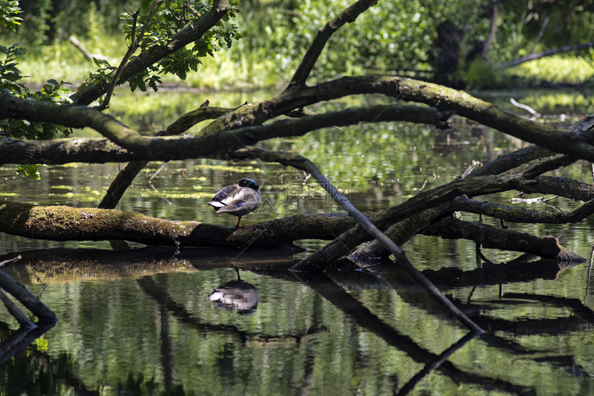鸭子坐在池塘里图片