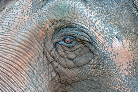 大象眼睛特写细节图片