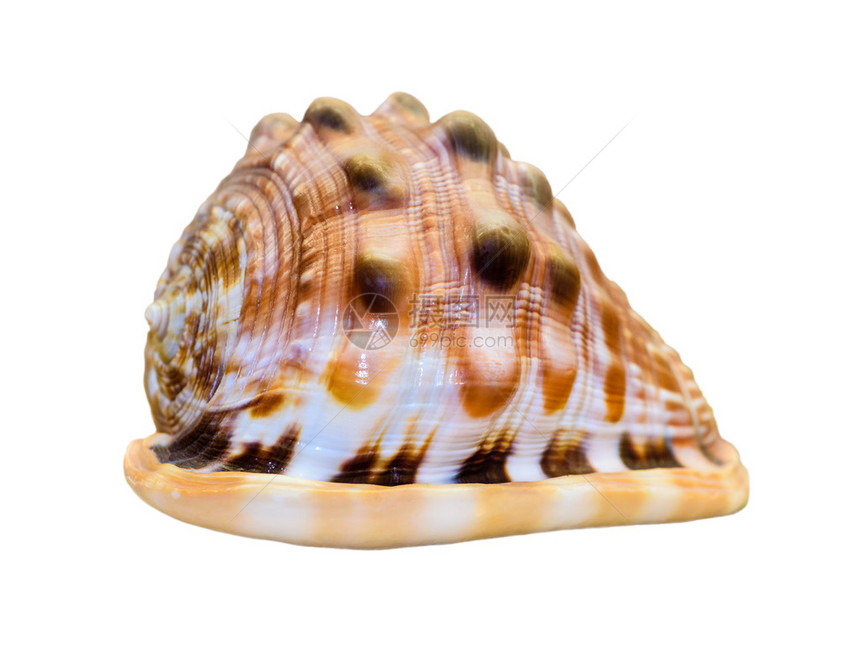CypraecassisRufa壳或牛嘴头盔是一种海蜗牛图片