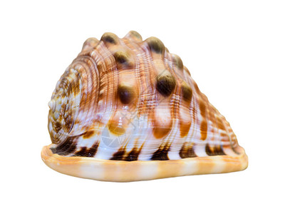 CypraecassisRufa壳或牛嘴头盔是一种海蜗牛图片