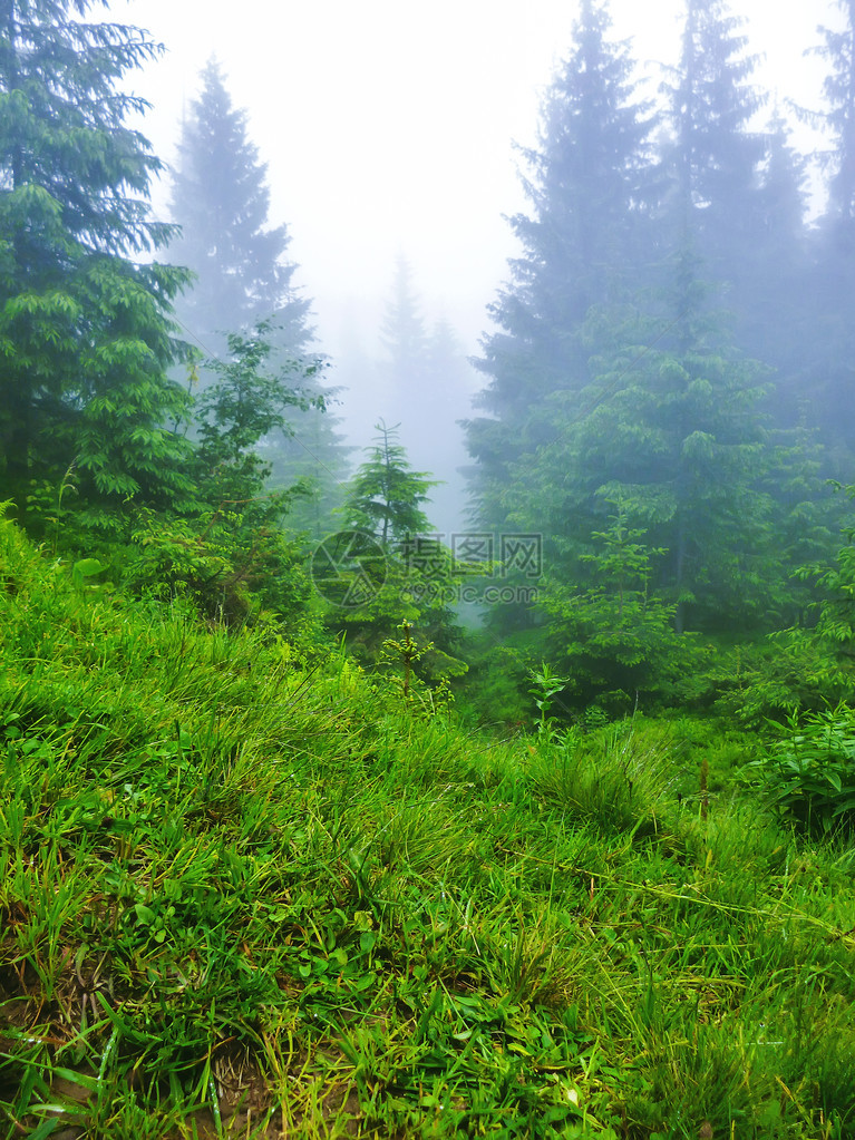 喀尔巴阡山脉大雾中的森林图片