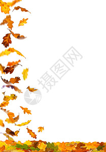 秋天落下的彩色橡树叶与图片