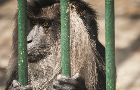 灰色兰古尔猴子头在动物园笼图片