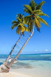 热带岛屿海边棕榈树之间的吊床图片